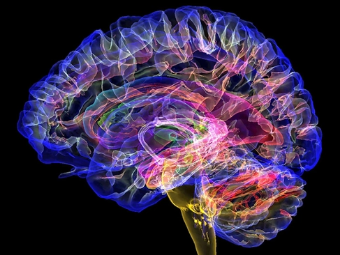 色色虎大脑植入物有助于严重头部损伤恢复
